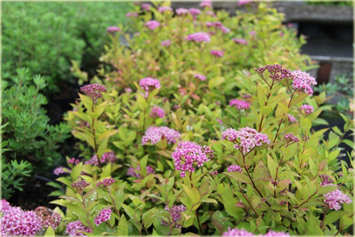 Tawuła japońska Goldmund Spiraea japonica Goldmound