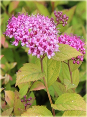 Tawuła japońska Goldmund Spiraea japonica Goldmound