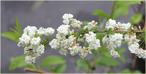 Tawuła śliwolistna pełna Plena Spiraea prunifolia Plena