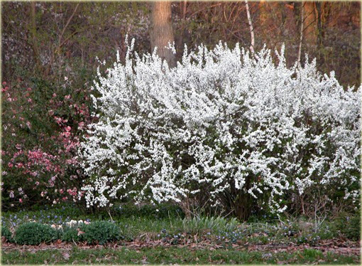 Tawuła śliwolistna pełna Plena Spiraea prunifolia Plena