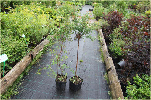 Tawuła van Houttea Spiraea vanhouttei