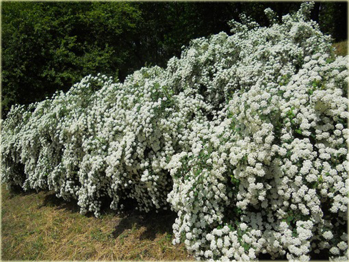 Tawuła van Houttea Spiraea vanhouttei