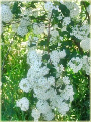 Tawuła van Houttea Spiraea vanhouttei