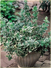 Trzmielina Fortunea Emerald Gaiety Euonymus fortunei
