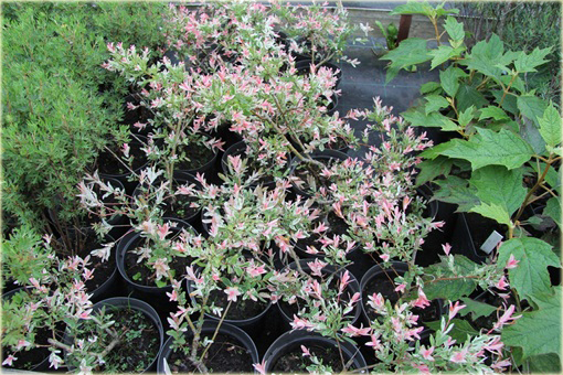 Wierzba japońska Hakuro nishiki Salix integra Hakuro nishiki