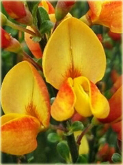 Żarnowiec Apricot Gem Cytisus