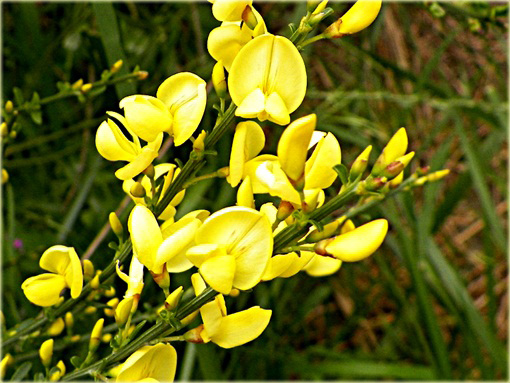 Żarnowiec żółty Cytisus racemosus