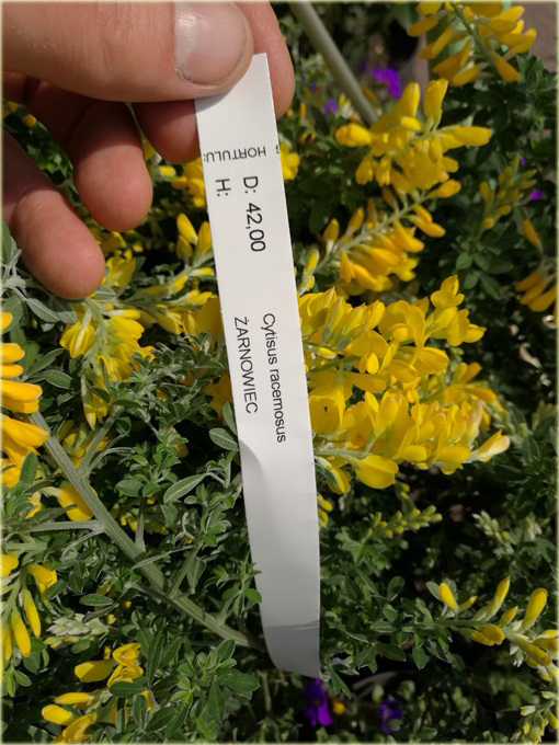 Żarnowiec żółty Cytisus racemosus