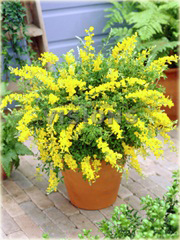 Żarnowiec żółty Cytisus racemosus