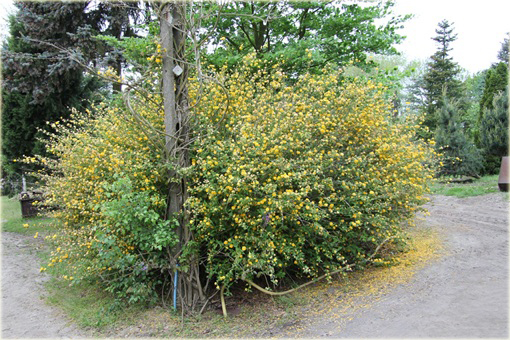Złotlin japoński Pleniflora Kerria japonica Pleniflora