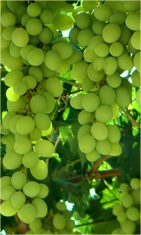 Winorośl, winogron biały deserowy średniopóźny, Vitis