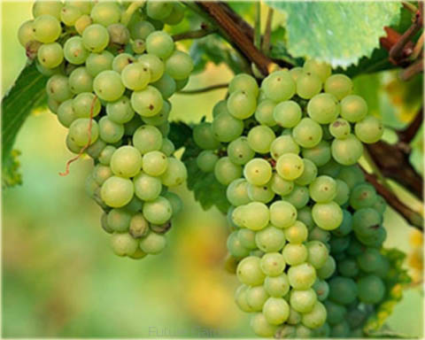 Winorośl, winogron biały deserowy średniopóźny