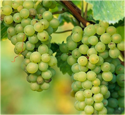 Winorośl, winogron biały deserowy średniopóźny