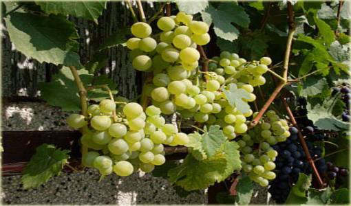 Winogron biały Iza Zaliwski winorośl