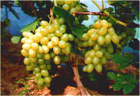 Winorośl, winogrono Sibera