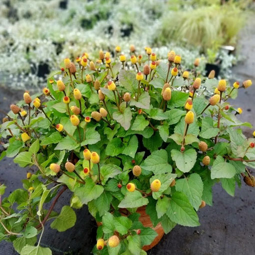 Acmella oleracea na ból zęba, Spilanthes Oleracea, Jambu, Spilanthes Acmella, toothache plant