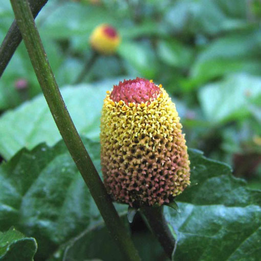 Acmella oleracea na ból zęba, Spilanthes Oleracea, Jambu, Spilanthes Acmella, toothache plant