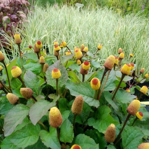 Acmella oleracea na ból zęba, Spilanthes Oleracea, Jambu, Spilanthes Acmella, toothache plant