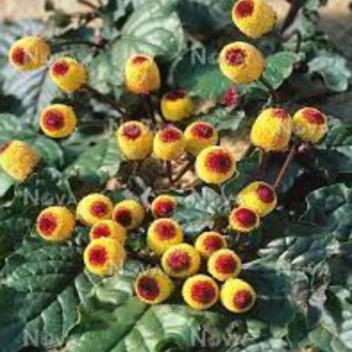Acmella oleracea na ból zęba,Spilanthes Oleracea, Jambu, Spilanthes Acmella, toothache plant