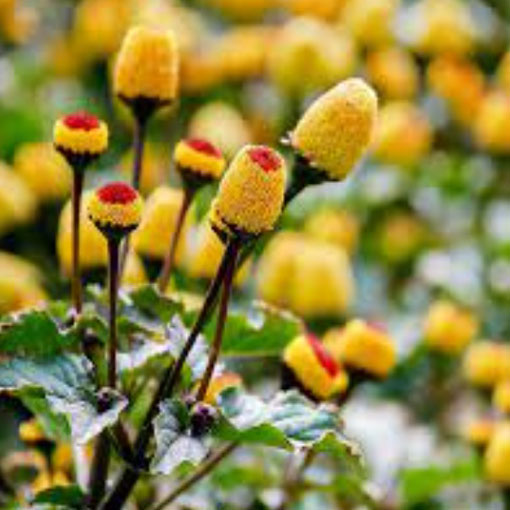 Acmella oleracea na ból zęba, Spilanthes Oleracea, Jambu, Spilanthes Acmella, toothache plant