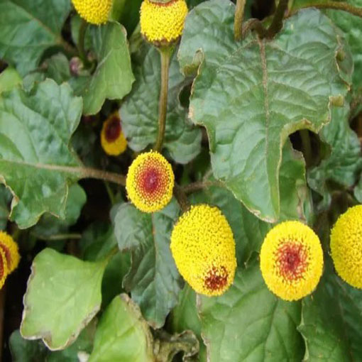 Acmella oleracea na ból zęba,Spilanthes Oleracea, Jambu, Spilanthes Acmella, toothache plant
