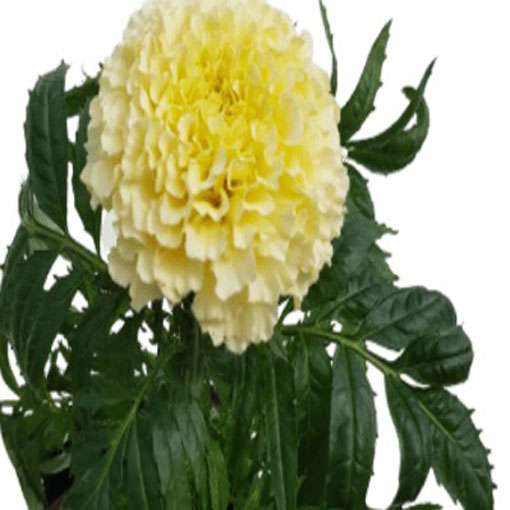 Aksamitka biała Vanilla White, Marigold white