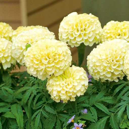 Aksamitka biała Vanilla White, Marigold white