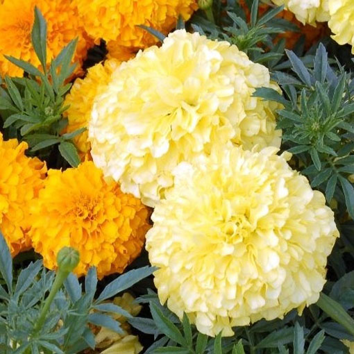 Aksamitka biała Vanilla White, Marigold white