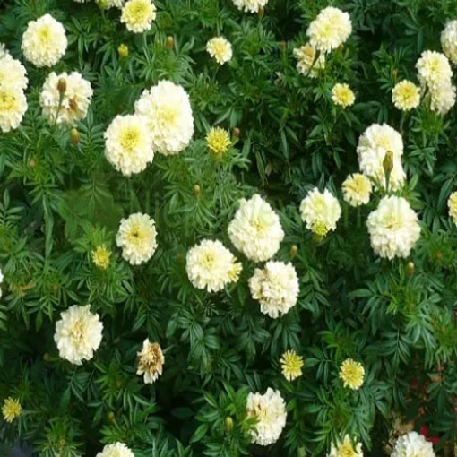 Aksamitka biała Vanilla White, Marigold white