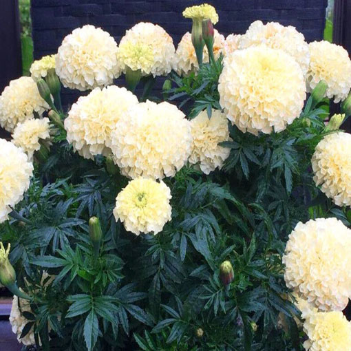 Aksamitka biała Vanilla White, Marigold white