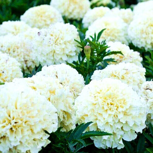 Aksamitka biała Vanilla White, Marigold white
