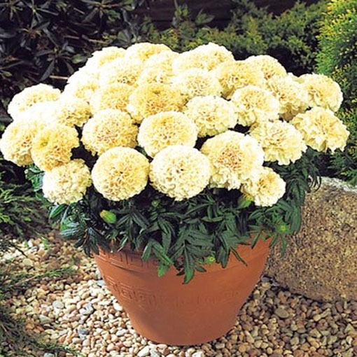 Aksamitka biała Vanilla White, Marigold white