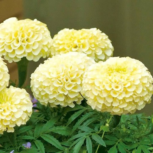 Aksamitka biała Vanilla White, Marigold white