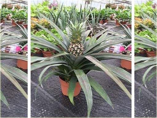 Ananas jadalny, ananas właściwy