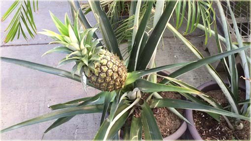 Ananas jadalny, ananas właściwy