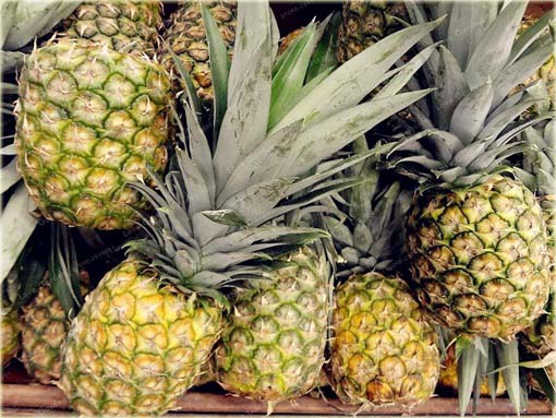 Ananas jadalny, ananas właściwy