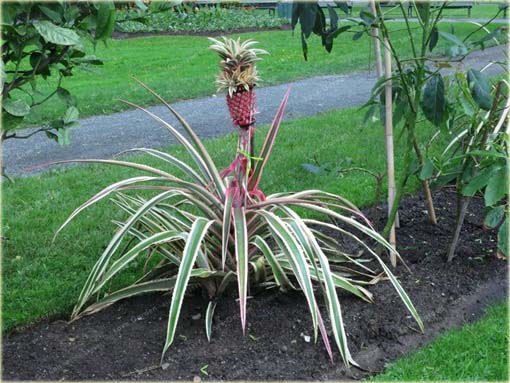 Ananas jadalny, ananas właściwy