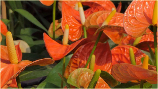 Anturium pomarańczowe, Anthurium orange, kitnia 