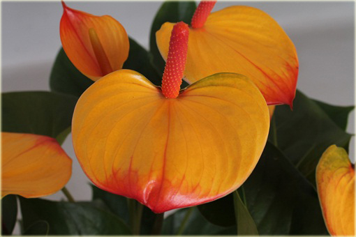 Anturium pomarańczowe, Anthurium orange, kitnia 