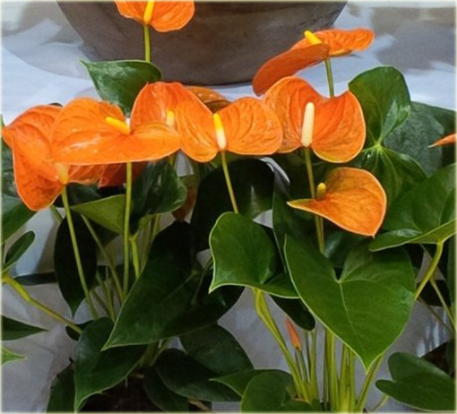 Anturium pomarańczowe, Anthurium orange, kitnia 