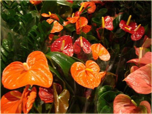 Anturium pomarańczowe, Anthurium orange, kitnia 