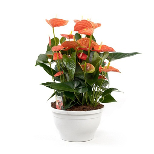 Anturium pomarańczowe, Anthurium orange, kitnia 