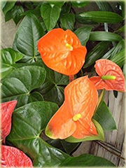 Anturium pomarańczowe, Anthurium orange, kitnia 

