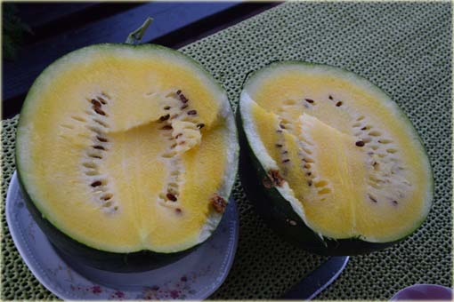 Arbuz czarny żółty miąższ Black American orange watermelon