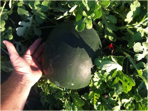 Arbuz czarny żółty miąższ Black American orange watermelon