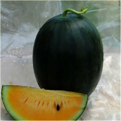 Arbuz czarny żółty miąższ Black American orange watermelon