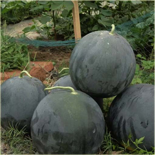 Arbuz czarny żółty miąższ Black American orange watermelon