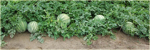 Arbuz czerwony bez pestek, kawon