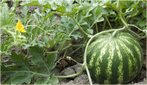 Arbuz czerwony bez pestek, kawon