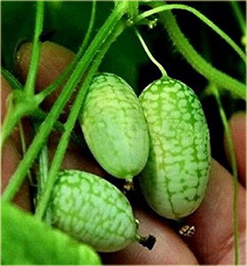 Arbuz MINI Kukamelon Cucamelon